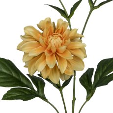 Dahlia, 72cm, apricot
