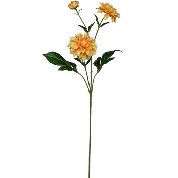 Dahlia, 72cm, apricot