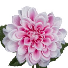 Dahlie, 55cm, rosa