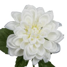 Dahlia, 55cm, white
