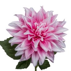 Dahlia, 53cm, pale pink