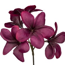 Frangipani, 90cm, dark red