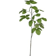 Chestnut vine, 125cm, green