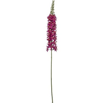 Eremurus, 107cm, pink