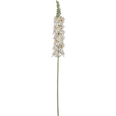 Eremurus, 107cm, white