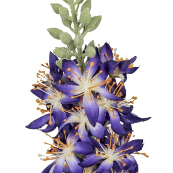Eremurus, 107cm, lilac