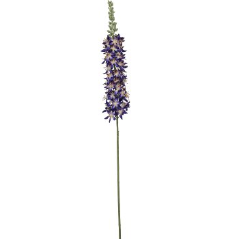 Eremurus, 107cm, lilac