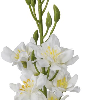Rittersporn, 95cm, weiß