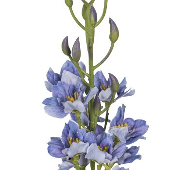 Rittersporn, 95cm, blau