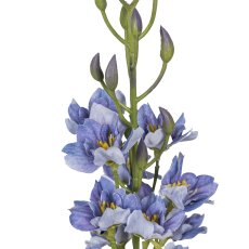 Rittersporn, 95cm, blau