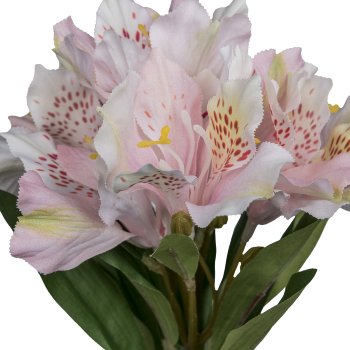 Alstromeria, 62cm, pale pink