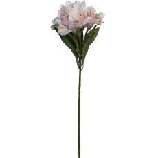 Alstromeria, 62cm, rosa