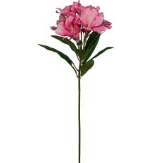 Alstromeria, 62cm, pink