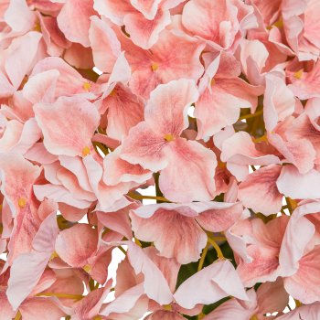 Hydrangea Giant, 73cm, apricot