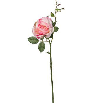 Rose, 72cm, pale pink