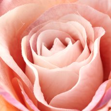 Rose, 72cm, dark pink