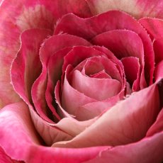 Rose, 72cm, orchid