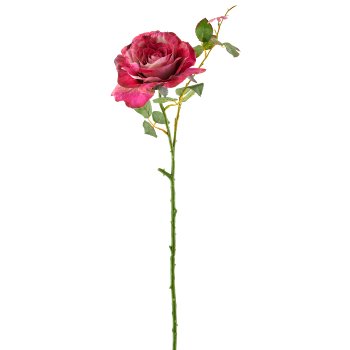 Rose, 72cm, orchid