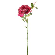Rose, 72cm, orchid