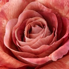 Rose, 72cm, amber