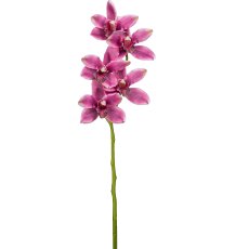 Cymbidie, 67cm, orchidee