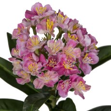Skimmia, 33cm, pink
