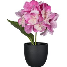 Hydrangea in a pot, pale pink