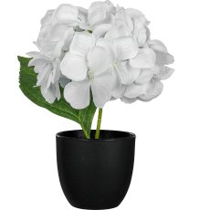 Hydrangea in a pot, white
