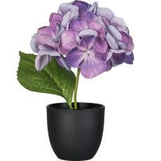 Hydrangea in a pot, lilac