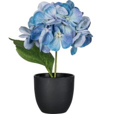 Hydrangea in a pot, blue