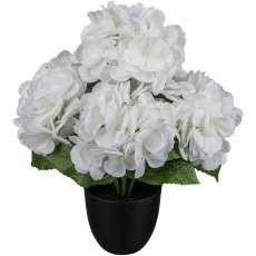 Hydrangea in a pot x6, white
