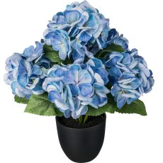 Hydrangea in a pot x6, blue