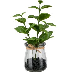 Basil in a jar, 18cm, green