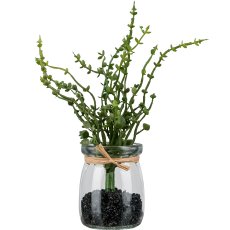 Oregano in a jar, 18cm, green