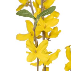 Forsythia, 81cm, yellow
