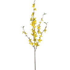 Forsythia, 81cm, yellow