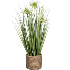 Rudbeckia grass in pot, 40cm, green