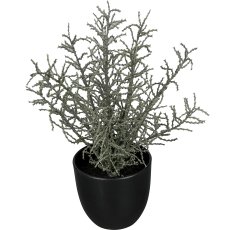 Curry herb bush in pot, 8.5cm, grey