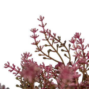 Sedum bunch x3, 33cm, pink