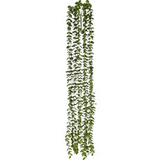 Dischidia vine, 100cm, green