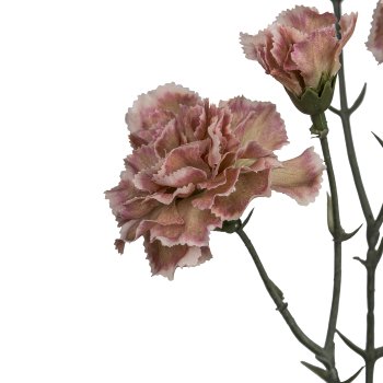 Mini carnation x3, 57cm, apricot