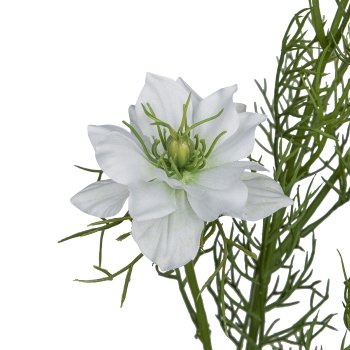 Nigellla, 68cm, white