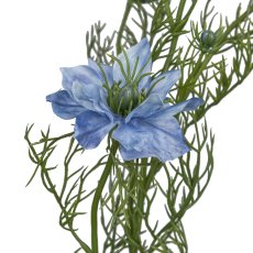 Nigellla, 68cm, light blue