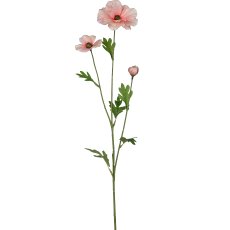 Ranunkel x2, 60cm, rosa