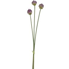 Allium bunch x3, 66cm, lilac