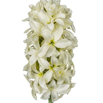 Hyacinth, 42cm, white