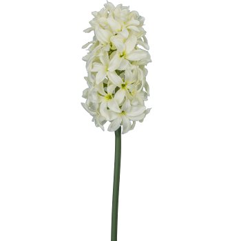 Hyacinth, 42cm, white