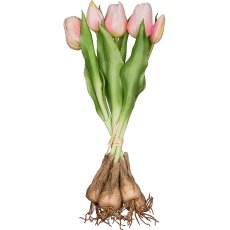 Tulip bunch x5 with bulb, pale pink