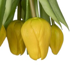 Tulip bunch x5 with bulb, yellow