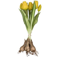 Tulip bunch x5 with bulb, yellow